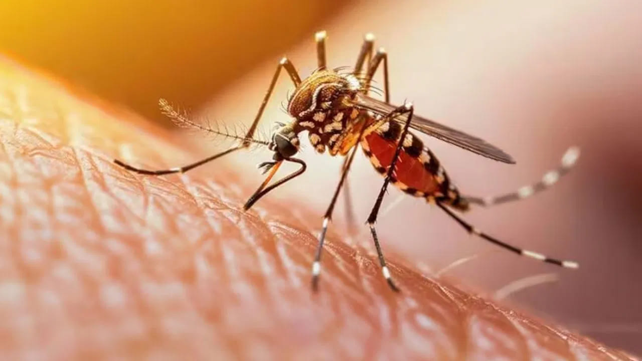 మీకు ఉండే ఈ అలవాట్లే దోమలను ఎక్కవగా ఆకర్షిస్తాయట.. తాజా పరిశోధలో నమ్మలేని నిజాలు!