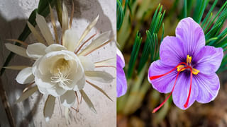 Viral Video: యముడు దసరా హాలిడేస్‌లో ఉన్నట్టున్నాడు..లేదంటేనా… నొసటి మీద నసీబ్‌ రేఖ సక్కగుంటే ఇట్లా జరుగుతుందన్నమాట