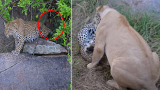 Viral Video: మనదేశం పరువు తీసేస్తున్నారుగా.. యుఎస్ లో దొంగతనం చేస్తూ పట్టుబడిన యువతి.. ఆపై