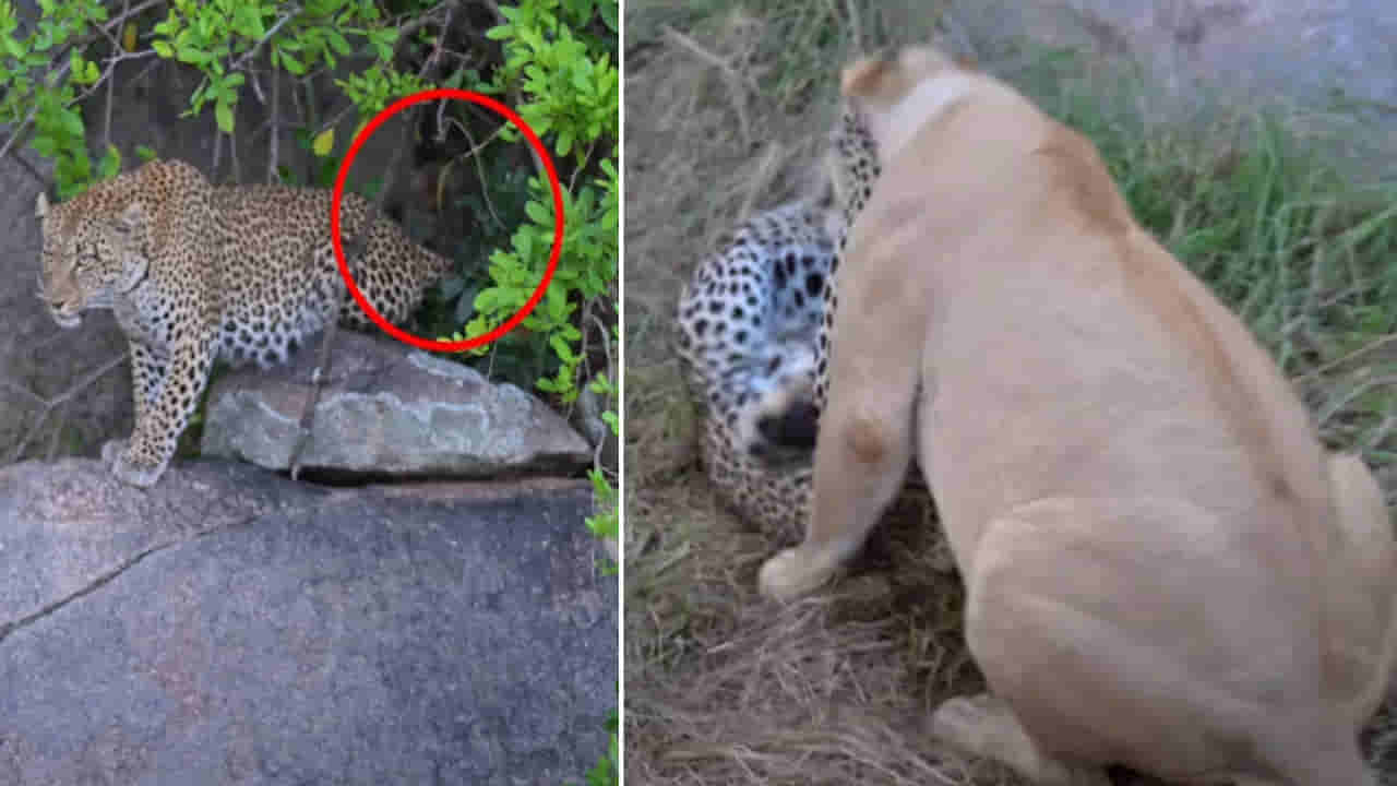 అమ్మ అంటే అంతే.. తన ప్రాణం కంటే పిల్లలే ముఖ్యం.. సింహంతో పోరాడిన చిరుత..