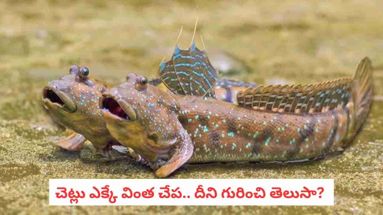 Mudskippers: నేలపై నడుస్తుంది.. చెట్లు కూడా ఎక్కుతుంది! ఈ చేప గురించి తెలిస్తే షాక్!