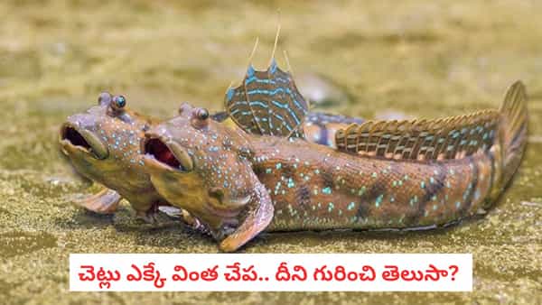 Mudskippers: నేలపై నడుస్తుంది.. చెట్లు కూడా ఎక్కుతుంది! ఈ చేప గురించి తెలిస్తే షాక్!