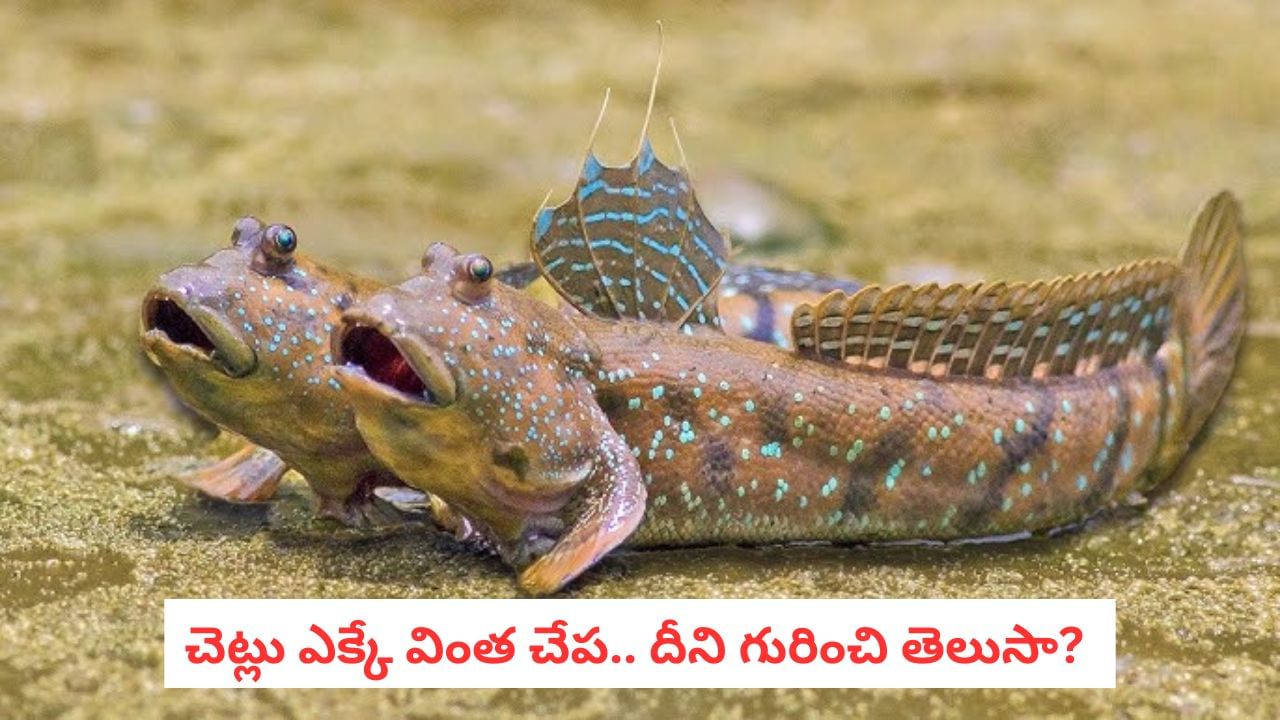 Mudskippers: నేలపై నడుస్తుంది.. చెట్లు కూడా ఎక్కుతుంది! ఈ చేప గురించి తెలిస్తే షాక్!