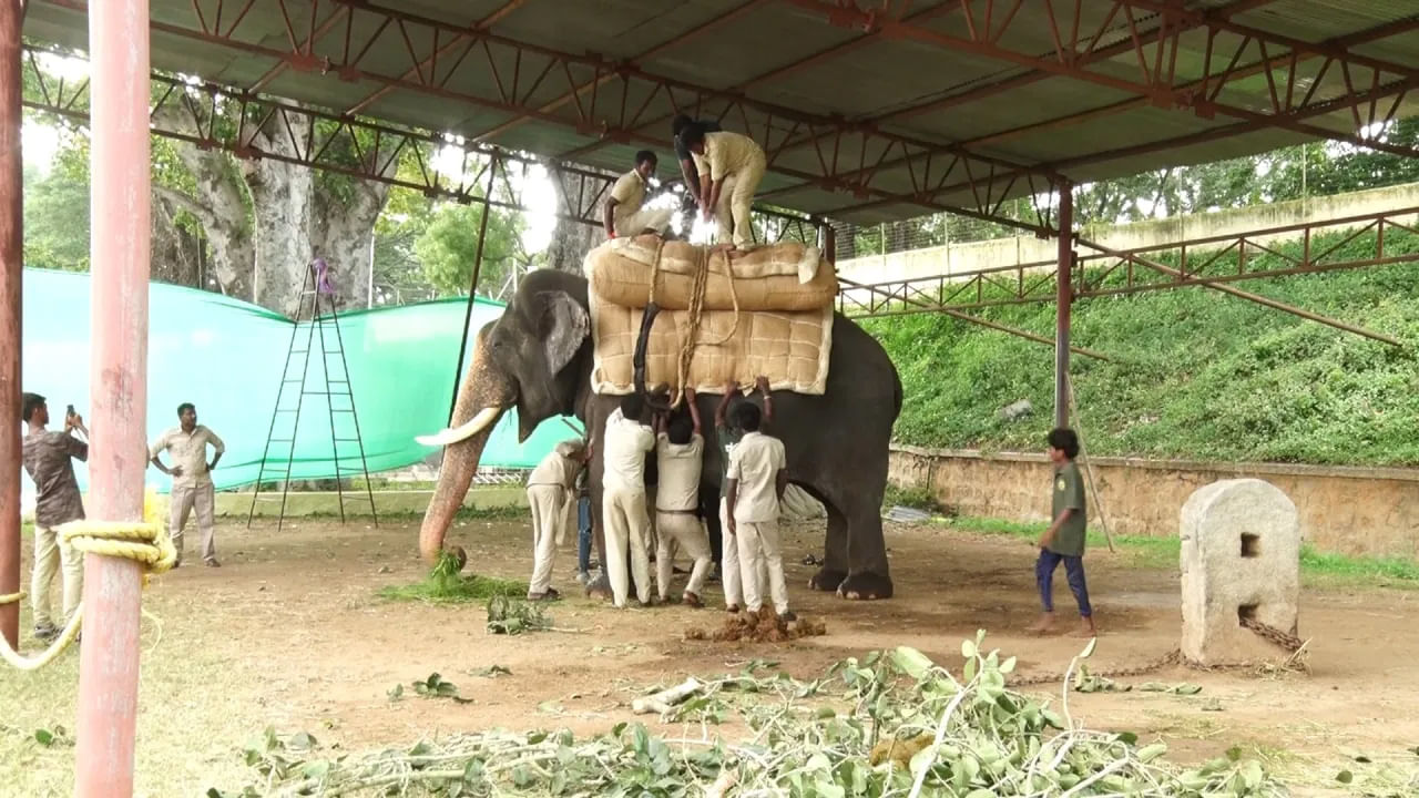 2025లో జరగనున్న మైసూర్ దసరా ఉత్సవాల కోసం ఏర్పాట్లు శరవేగంగా జరుగుతున్నాయి.  శతాబ్దాల నాటి సంప్రదాయ ఉత్సవాలను అద్భుతంగా జరపడానికి అధికారులు ఏర్పాట్లు చేస్తున్నారు. ఈ కార్యక్రమం సెప్టెంబర్ 22 నుంచి ప్రారంభమై..  అక్టోబర్ 2, 2025న ముగుస్తాయి. అంటే చాముండి కొండలలో ప్రారంభోత్సవంతో నవరాత్రి ఉత్సవాలు ప్రారంభమై.. విజయదశమి (అక్టోబర్ 2) నాడు జరిగే జంబూ సవారీ ఏనుగుల గొప్ప ఊరేగింపుతో ముగుస్తాయి. 