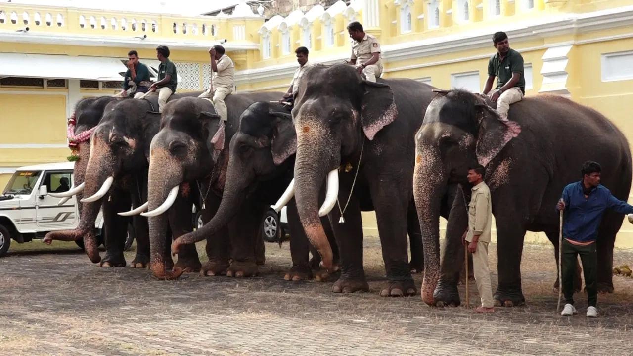 మైసూర్ దసరా 2025 మంగళవారం సెప్టెంబర్ 23, 2025న ప్రారంభమవుతుంది. అక్టోబర్ 2, 2025 గురువారం విజయదశమితో ఈ ఉత్సవాలు ముగింపుకి వస్తాయి. 10 రోజుల పాటు జరిగే ఈ ఉత్సవంలో ప్రసిద్ధ జంబూ సవారీ (ఏనుగుల ఊరేగింపు),  టార్చిలైట్ కవాతు వంటి కార్యక్రమాలు ఉంటాయి. సింహాసనాన్ని సమీకరించడం మరియు ఏనుగులతో సాధన చేయడం వంటి పండుగకు సన్నాహాలు జరుగుతున్నాయి. దసరా రిహార్సల్స్ సమయంలో, ఎటువంటి ఆటంకాలు కలగకుండా పూజలు నిర్వహించారు.
