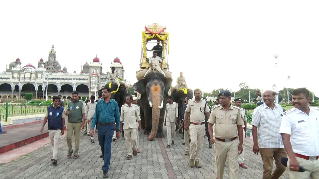 
అక్టోబర్ 2న విజయదశమి రోజున దాదాపు 750 కిలోల బరువున్న బంగారు కడ్డీని అభిమన్యుపైకి ఎక్కిస్తారు. అందువల్ల శిక్షణ సమయంలో దాదాపు 200 కిలోల బరువున్న చెక్క కడ్డీని అభిమన్యుకు కట్టి, దానిపై 400 కిలోల ఇసుక సంచిని ఉంచి..  దానిపై 100 కిలోల నామ్డాను ఎక్కించారు.
