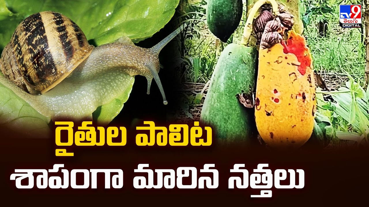 రైతుల పాలిట శాపంగా మారిన నత్తలు