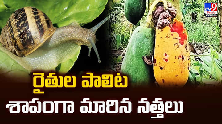 రైతుల పాలిట శాపంగా మారిన నత్తలు రైతుల పాలిట శాపంగా మారిన నత్తలు
