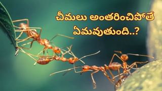 Viral Video: కుక్కల భయంతో ఇంటి మీదికి ఎక్కిన ఆవు.. ఆ తర్వాత… కిందికి దింపేందుకు తలపానం తొకకొచ్చినట్లుందిగా..