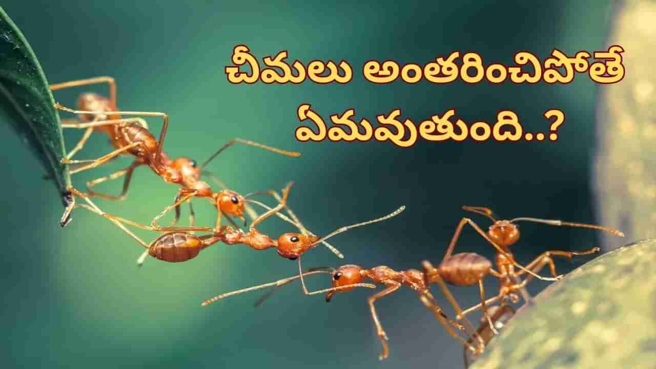షాకింగ్ నిజాలు.. చీమలు అంతరించిపోతే ఏం జరుగుతుంది..?
