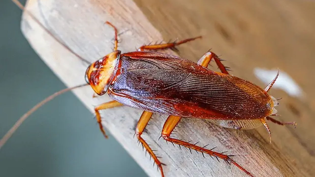 Cockroach Control: బొద్దింకలను తరిమికొట్టే పవర్ ఫుల్ వెపన్స్.. ఇవి మీ ఇంట్లో ఉంటే వాటికి దడే..