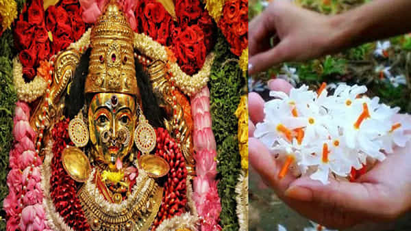 Navaratri 2025: నవరాత్రుల్లో అమ్మవారికి ఈ పువ్వు సమర్పించండి.. దుర్గమ్మ ఆశీస్సులతో ఇంట్లో లక్ష్మి తిష్టవేసుకుంటుంది..