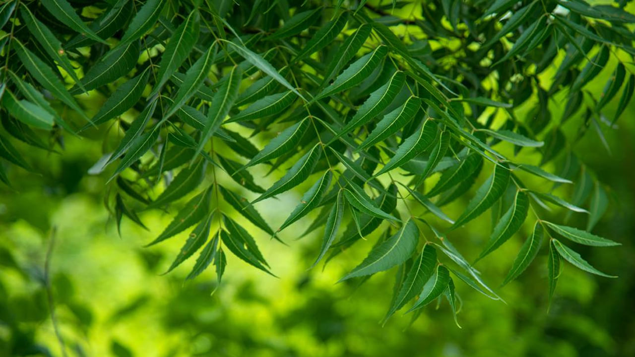 వేప: వేపను పురుగుమందుగా పరిగణిస్తారు. గత కొన్ని ఏళ్ల క్రితం వరకూ దోమలు, క్రిమికీటకాదులు తరిమి కొట్టడానికి వేప ఆకులను కాల్చి పొగబెట్టేవారు. అంతేకాదు వేపనూనెను కూడా ఉపయోగిస్తారు. ఇంట్లోకి దోమలు రాకుండా ఉండాలంటే డోర్ లేదా బాల్కనీలో వేప మొక్కను నాటండి. ఇంట్లో స్థలం సమస్య ఉంటే. ఇప్పుడు బోన్సాయ్ వంటి వేప మొక్కలు లభిస్తున్నాయి.