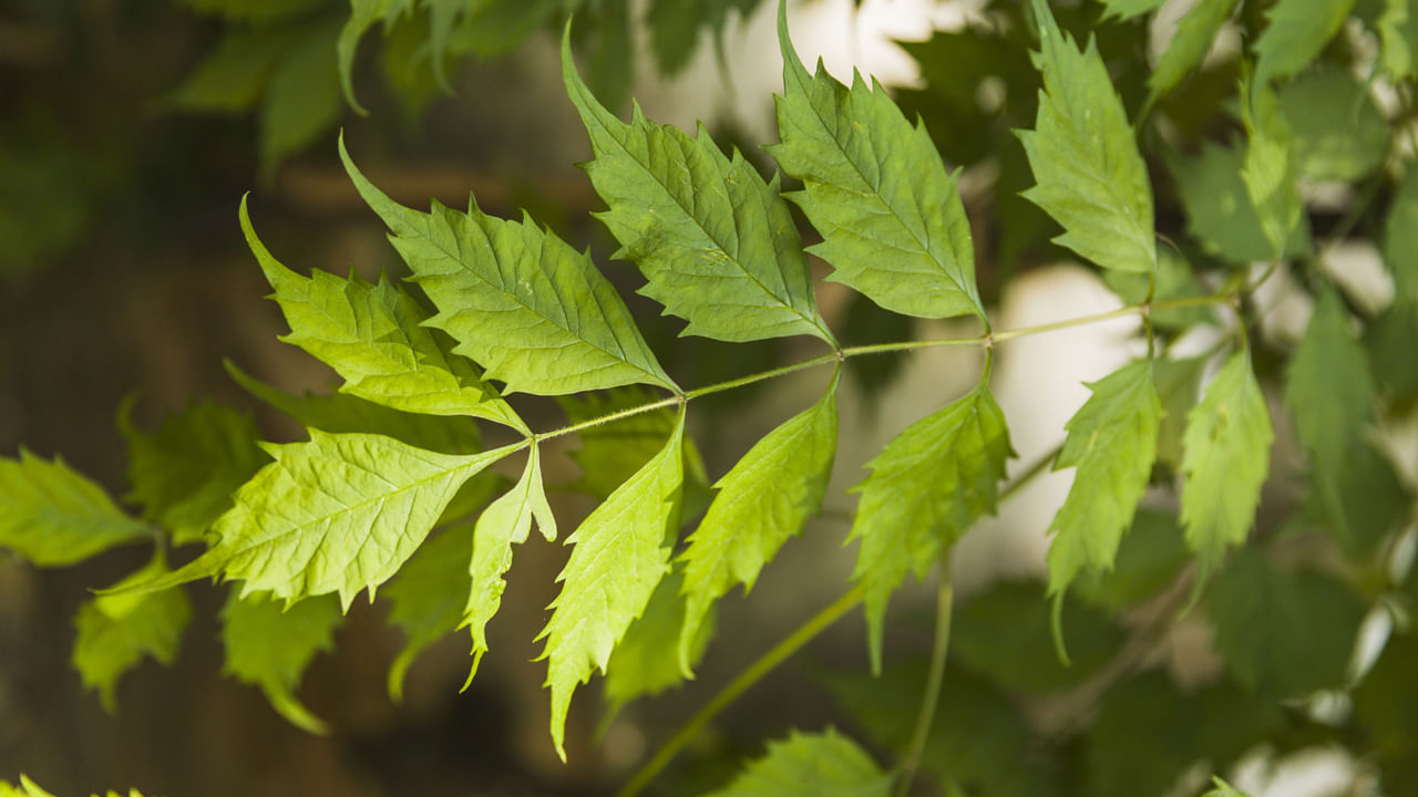 Neem Plant