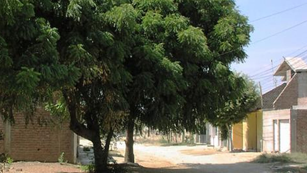 వేప చెట్టును పూజించడం వల్ల శని కోపం తగ్గుతుందని నమ్ముతారు. శని ప్రసన్నుడై దానిని పూజించేవారికి ప్రత్యేక దీవెనలు ప్రసాదిస్తాడని చెబుతారు. వేప ఆకులు కలిపిన నీటితో స్నానం చేయడం వల్ల కేతువుతో సంబంధం ఉన్న దుష్టశక్తులు తరిమివేయబడతాయని నమ్ముతారు.