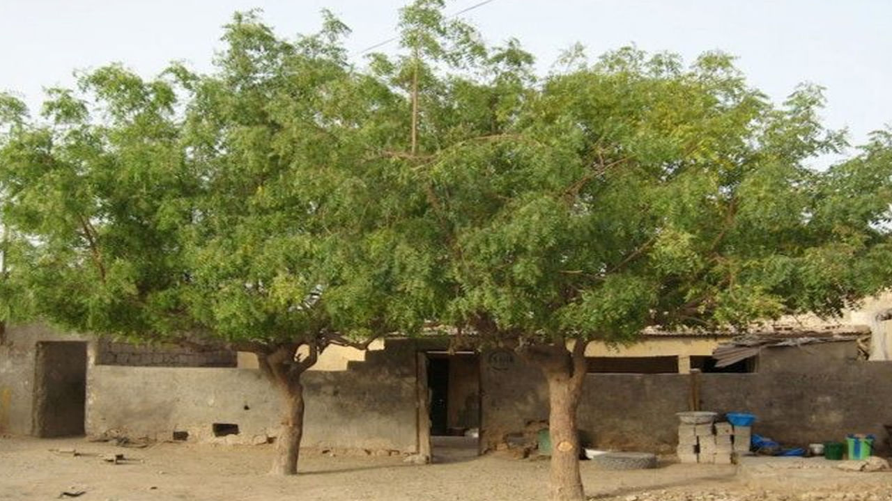 శనిదేవుని చెడు నుండి బయటపడటానికి, శనిదేవుని అనుగ్రహం పొందడానికి, వేప ఆకులతో చేసిన దండను పూజించాలి. ఇలా చేయడం ద్వారా శనిదేవుని చెడు దృష్టి నుండి ఉపశమనం పొందవచ్చని నమ్ముతారు. ఆదివారం సూర్యోదయం సమయంలో వేప చెట్టుపై నీరు పోయడం వల్ల జాతకంలో అశుభ ఫలితాలను ఇస్తున్న గ్రహాలు శాంతిస్తాయని చెబుతారు.