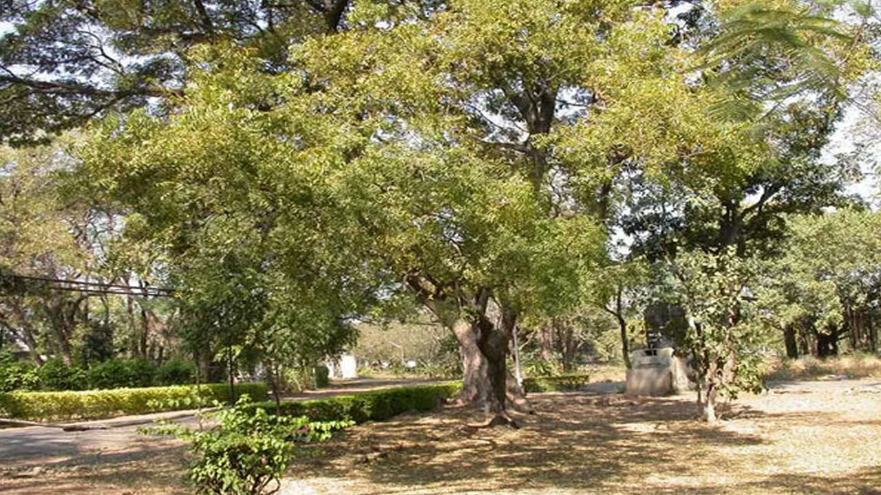 అదేవిధంగా, వేప చెట్టును అంగారక గ్రహం రూపంగా పరిగణిస్తారు. కాబట్టి, ఈ చెట్టును ఇంటికి దక్షిణ దిశలో నాటడం ఎల్లప్పుడూ మంచిది. వేప చెట్టు పెద్ద చెట్టు కాబట్టి ఈ దిశల నుండి వచ్చే సానుకూల శక్తిని ఇది అడ్డుకుంటుందని అంటారు. అయితే, దీనిని ఇంటికి ఉత్తరం లేదా తూర్పు దిశలో నాటకూడదు. ఇంట్లో చెట్లు పెంచుకోవడానికి స్థలం ఉంటే ఖచ్చితంగా వేప చెట్టును పెంచండి. ఇది ఆధ్యాత్మికంగానే కాకుండా ఆరోగ్యపరంగా కూడా అనేక ప్రయోజనాలను అందిస్తుంది. 