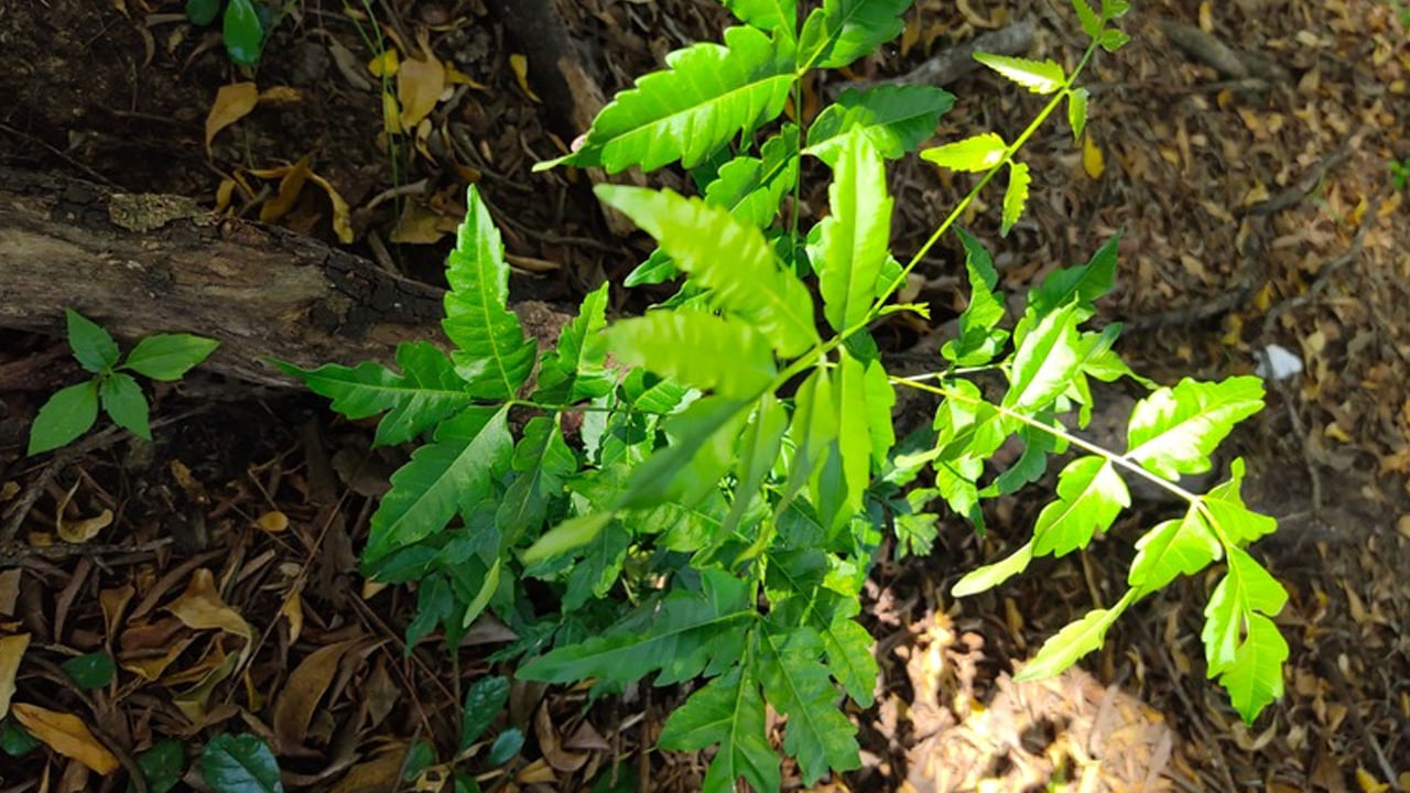 వేప చెట్టు.. ఈ చెట్టు ఆరోగ్యపరంగానే కాకుండా జ్యోతిషశాస్త్రంలో కూడా చాలా ప్రత్యేకమైనది. జ్యోతిషశాస్త్రం ప్రకారం వేప చెట్టు శని, కేతువులకు సంబంధించినది. ఈ రెండు గ్రహ దోషాల సమస్యలతో బాధపడేవారు వేప చెట్టును నాటడం, పూజించడం ద్వారా ఉపశమనం పొందుతారని నమ్ముతారు.