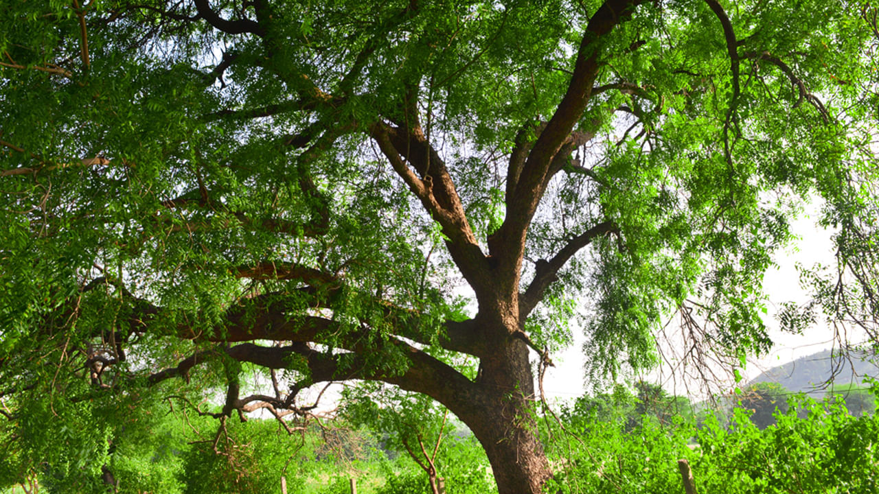 Neem Tree