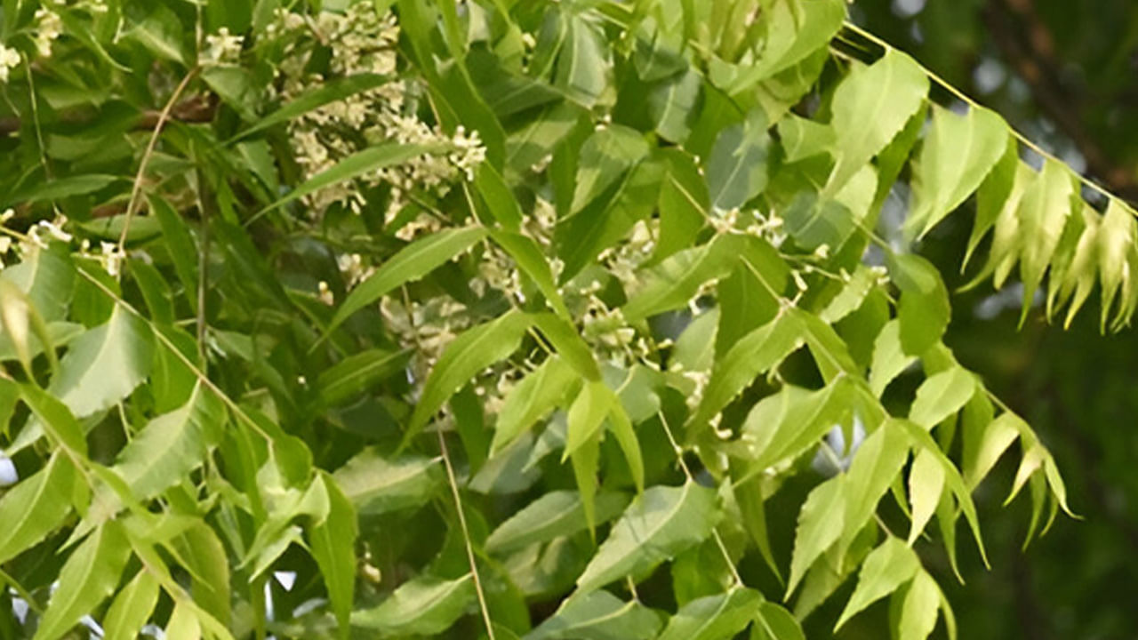  జ్యోతిషశాస్త్రం ప్రకారం వేప చెట్టు శనీశ్వరుడికి, కేతువులకు సంబంధించినది. ఈ రెండు గ్రహ దోషాల సమస్యతో ఇబ్బంది పడేవారు వేప చెట్టును నాటడం, దానిని పూజించడం వల్ల ఉపశమనం లభిస్తుంది.