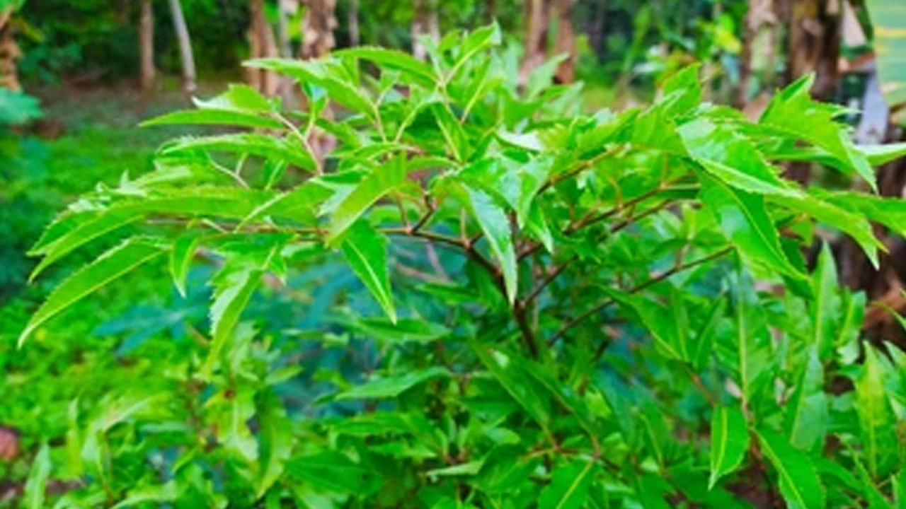 వేప చెక్కతో హవనము చేయడం ద్వారా... శనిదేవుని ఆగ్రహం తగ్గుతుంది. శనీశ్వరుడు సంతోషించి భక్తుడిపై ప్రత్యేక ఆశీర్వాదాలను కురిపిస్తాడు. దీనితో పాటు నీటిలో వేప ఆకులను కలిపి స్నానం చేయడం వల్ల కేతువుకు సంబంధించిన దోషాలు తొలగిపోతాయి. అటువంటి పరిస్థితిలో వేపతో శనిదేవుని ఆశీస్సులు ఎలా పొందాలి.  పితృ దోషం నుంచి ఎలా ఉపశమనం లభిస్తుంది తెలుసుకుందాం.. 
