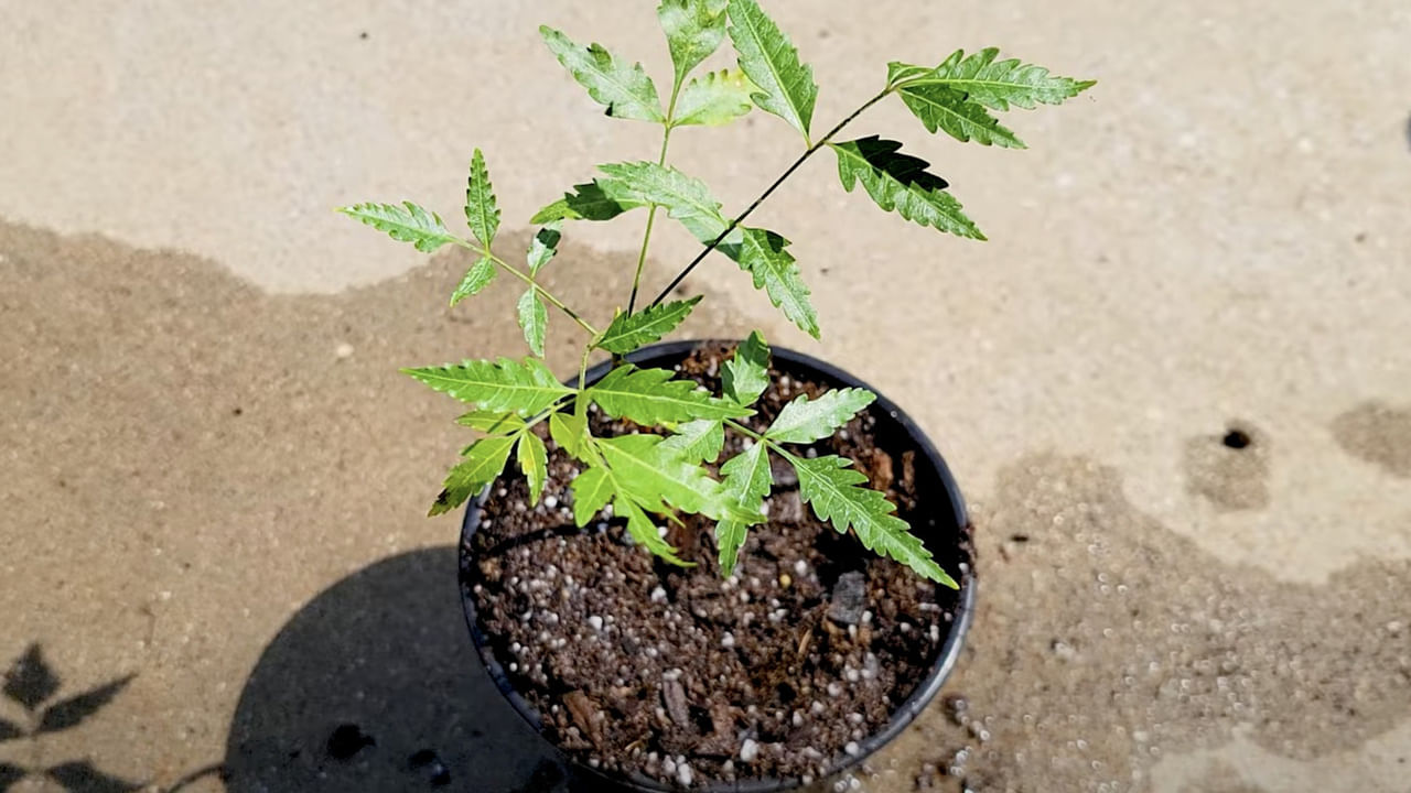 వేప చెట్టు దైవిక శక్తులకు నిలయం అని అంటారు. అటువంటి పరిస్థితిలో, ఇంటి దక్షిణం లేదా పశ్చిమ దిశలో వేప చెట్టును నాటండి.  ఈ స్థానం ప్రతికూల శక్తుల నుంచి రక్షణను ఇస్తుంది. సానుకూల గ్రహ ప్రభావాలను బలపరుస్తుంది. ఈ దిశలో వేప నాటడం.. వేప నుంచి వచ్చే గాలి ఆరోగ్యాన్ని బాగా ఉంచుతుంది. దీనితో పాటు పూర్వీకుల అనుగ్రహం కూడా లభిస్తుంది. పితృ దోషం నుంచి కూడా విముక్తి లభిస్తుంది. 
 