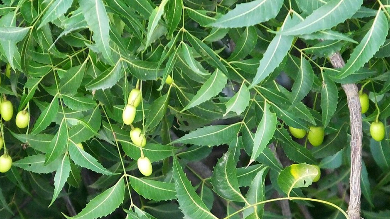 ఆదివారం సూర్యోదయ సమయంలో వేప చెట్టుకు నీరుని సమర్పించడం వలన జాతకంలో అశుభ ఫలితాలను ఇచ్చే గ్రహాలు శాంతిస్తాయి. జ్యోతిషశాస్త్రంలో వేప చెట్టును కుజుడు స్వరూపంగా పరిగణిస్తారు.  కనుక ఈ చెట్టును ఎల్లప్పుడూ ఇంటికి దక్షిణ దిశలో నాటడం మంచిది. 
