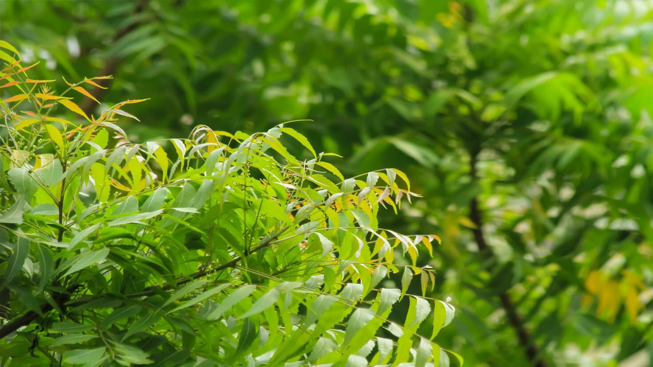 ఇంట్లో చెట్లు పెంచుకోగలికే స్థలం ఉంటే తప్పని సరిగా వేప చెట్టుని పెంచుకోండి. అధ్యత్మికంగానే కాదు ఆరోగ్య పరంగా అనేక ప్రయోజనాలు ఇస్తుంది. వేప చెట్టు సర్వరోగ నివారిణి. ఈ చెట్టు నుంచి వీచే గాలి కూడా ఎన్నో వ్యాధుల నుంచి ఉపశమనం కలిగిస్తుంది. 