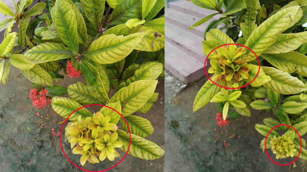 NTR District: చూశారా ఈ చిత్రం... నూరు వరాల చెట్టు ఆకులే పువ్వుల్లా విచ్చుకున్నాయ్..