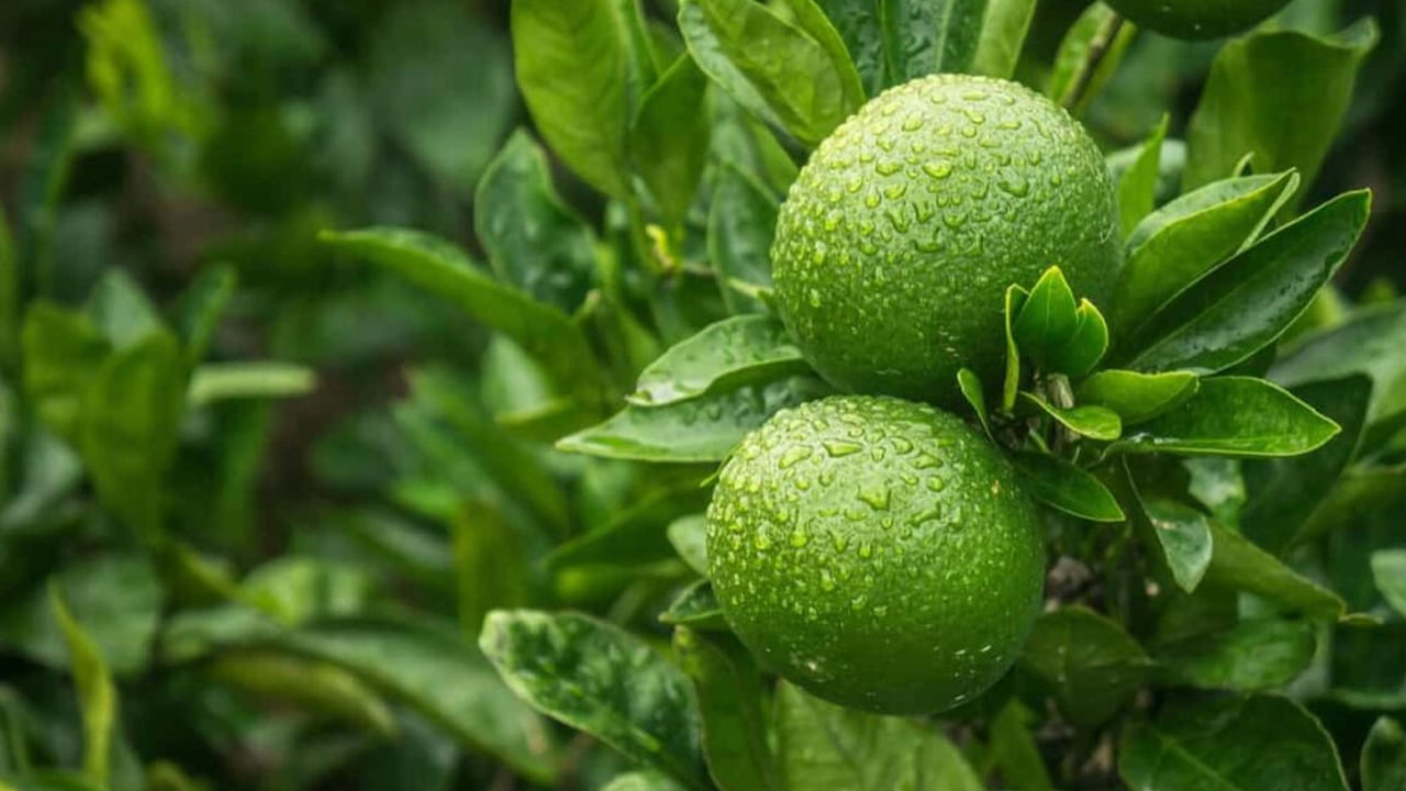 మన పెరట్లో పెంచుకోవడానిక సులభమైన చెట్టు బత్తాయి. ఈ చెట్టు తక్కువ సమయంలో పెరిగి పండ్లను అందిస్తుంది. వీటి పండ్ల ద్వారా చేసిన రసాన్ని రోజూ తాగడం ద్వారా అనేక రకాల ఆరోగ్య ప్రయోజనాలు ఉన్నాయి. బయట మార్కెట్‌లో దొరికే హైబ్రిడ్‌ పండ్లు కొన్ని సార్లు మన ఆరోగ్యాన్ని దెబ్బతీయవచ్చు. కానీ ఇలా ఇంట్లోనే పండే వాటి వల్ల ఎలాంటి నష్టాలు ఉండవు. 