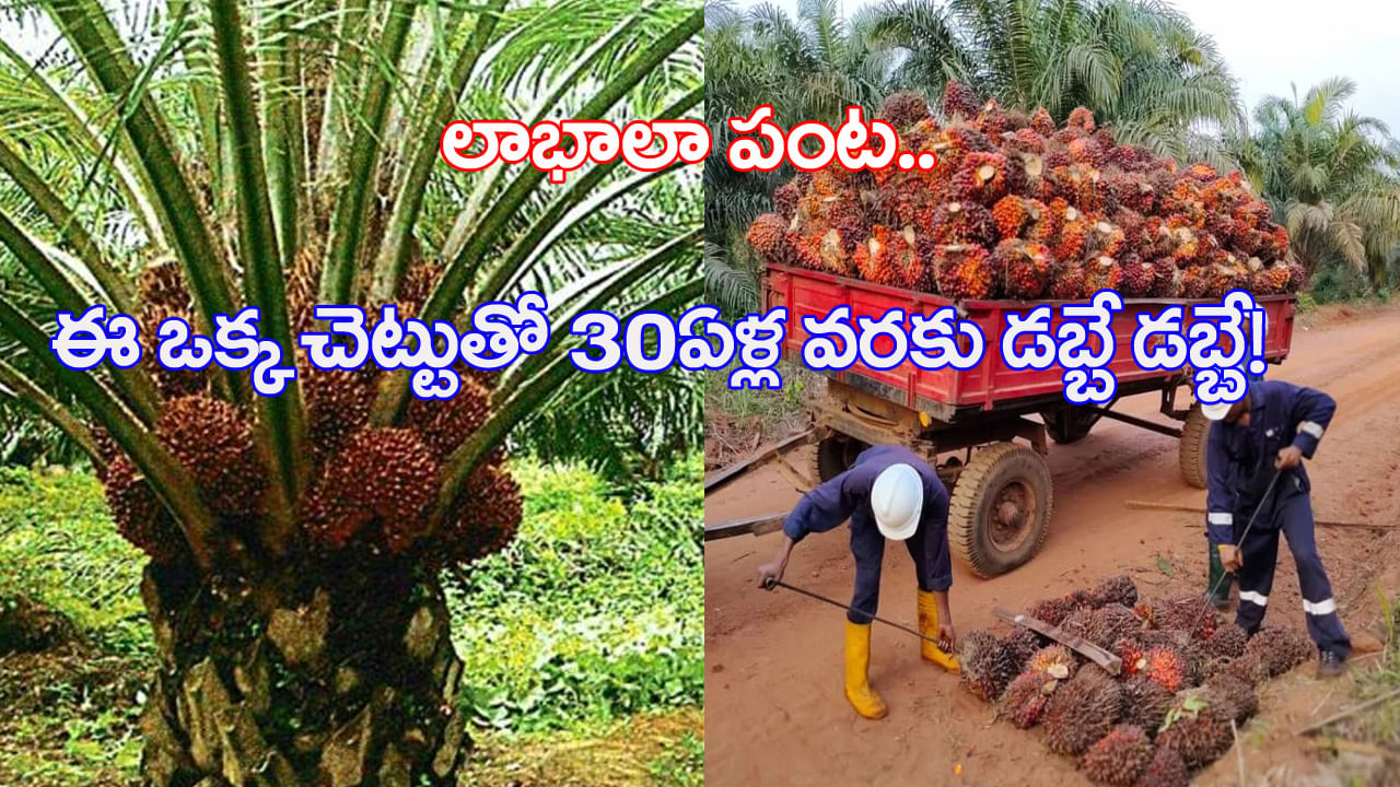 ఈ ఒక్క చెట్టు మీ తోటలో ఉంటే 30ఏళ్ల వరకు డబ్బే డబ్బు..! మార్కెట్‌ కష్టాలు, నష్టాల ఊసేలేదు..