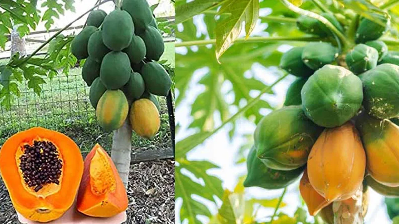 బొప్పాయిలో విటమిన్ సి అధికంగా ఉంటుంది కాబట్టి కడ్నీల్లో రాళ్లు ఉన్నవారు తినకపోవడం మంచిది. ఒకవేళ తింటే కిడ్నీల్లో రాళ్ల పరిమాణం మరింత పెరిగే అవకాశం ఉంటుంది. కాబట్టి బొప్పాయి అవాయిడ్ చేయడం మంచిది.