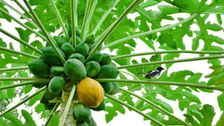 అట్టహాసంగా స్వామినారాయణ ఆలయ ప్రారంభోత్సవం.. కళాకారులకు దక్కిన అరుదైన రాజ గౌరవం