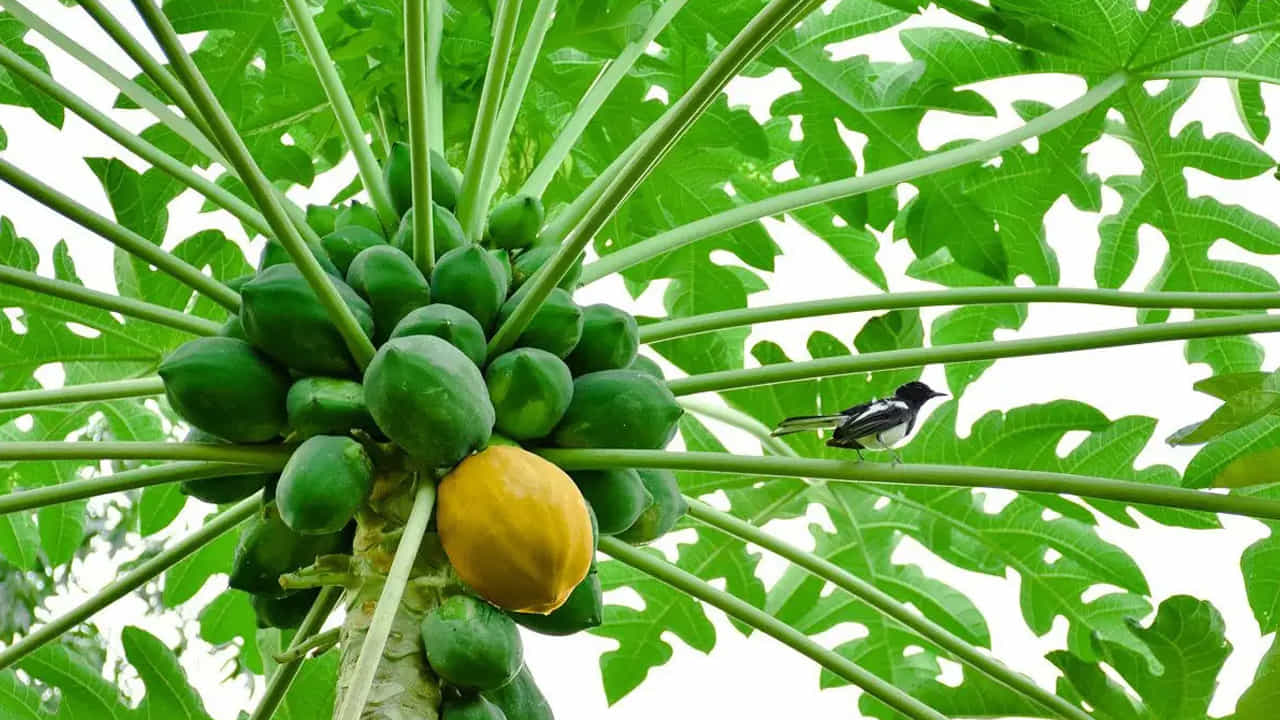 Papaya Tree