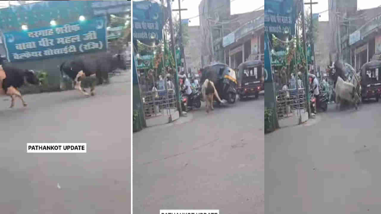 ఏంది ఎద్దు బ్రో..! రోడ్ల మీద మీ కొట్లాట.. పాపం ఆటోఅన్న ఆగమైపోయిండు