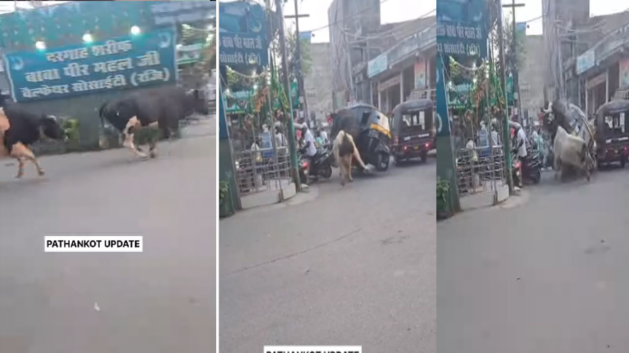 ఏంది ఎద్దు బ్రో..! రోడ్ల మీద మీ కొట్లాట.. పాపం ఆటోఅన్న ఆగమైపోయిండు