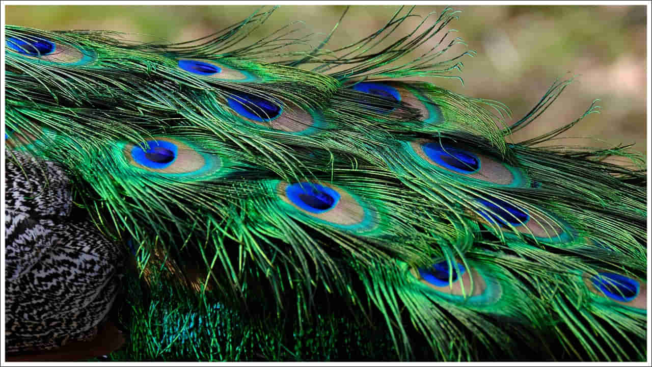 Peacock Feathers: నెమలి ఈకలు ఇంట్లో పెడితే మీ ఇంటికి ధనలాభం.. పాజిటివ్ ఎనర్జీ ప్రవాహం..