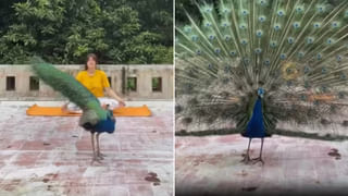 ఒళ్లుగగుర్పొడిచే వీడియో.. క్షణాల్లో కుక్కను లాక్కెళ్లిన మొసలి.. చూస్తే దడుసుకుంటారు..!