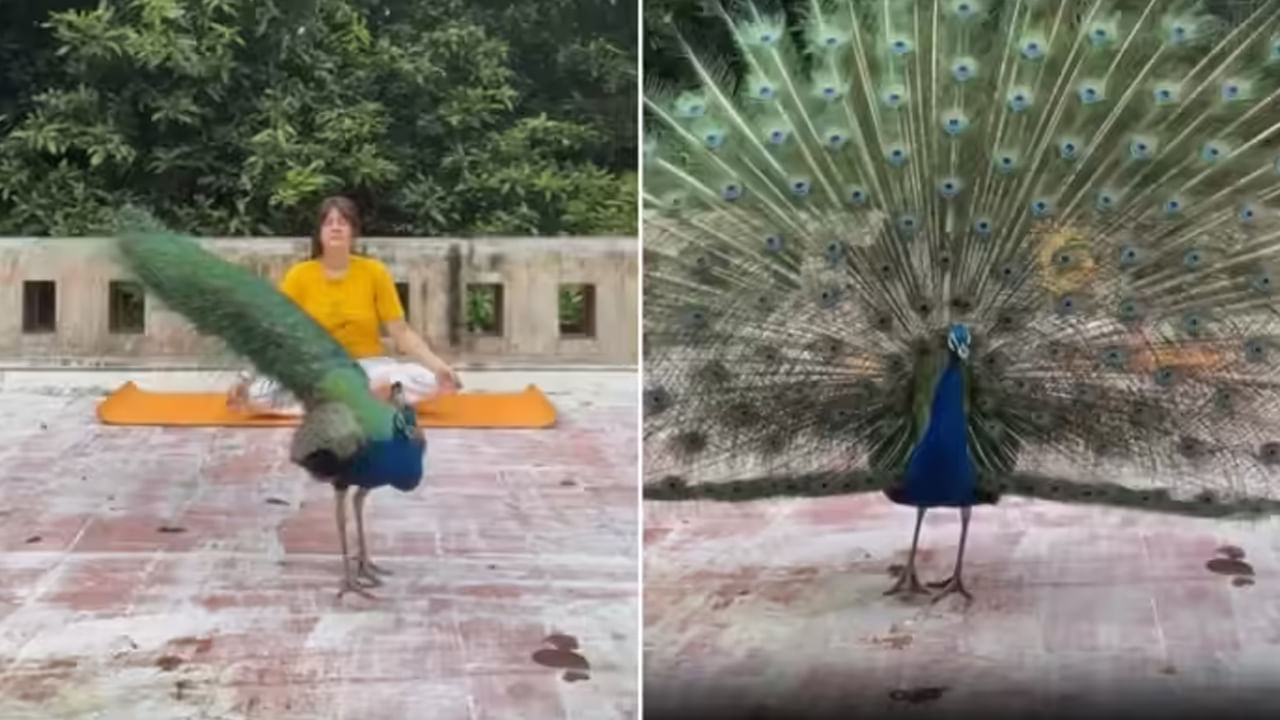 Viral Video: అందమైన అమ్మాయి యోగా చేస్తుంటే పోటిపడ్డ నెమలి..! ఏం చేసిందో చూస్తే ఫిదా అవ్వాల్సిందే..