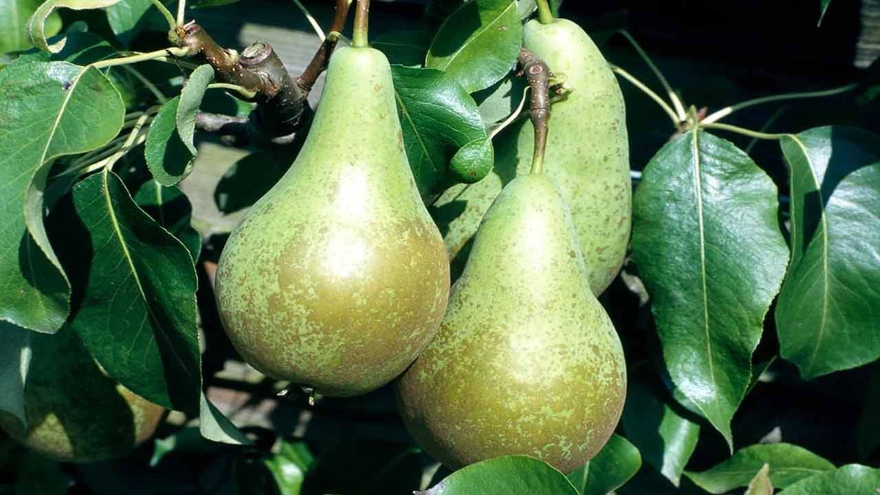 పియర్‌ ఫ్రూట్‌.. ఈ పండు ఆరోగ్యానికి చాలా మంచిదని పోషకాహార నిపుణులు చెబుతున్నారు. ఇది అనేక రకాల వ్యాధుల నుండి రక్షిస్తుంది. ఇందులో విటమిన్ సి, కార్బోహైడ్రేట్, ఫైబర్, కాపర్, జింక్, పొటాషియం, కాల్షియం మొదలైన పోషకాలు పియర్‌ఫ్రూట్‌లో పుష్కలంగా ఉన్నాయి. 