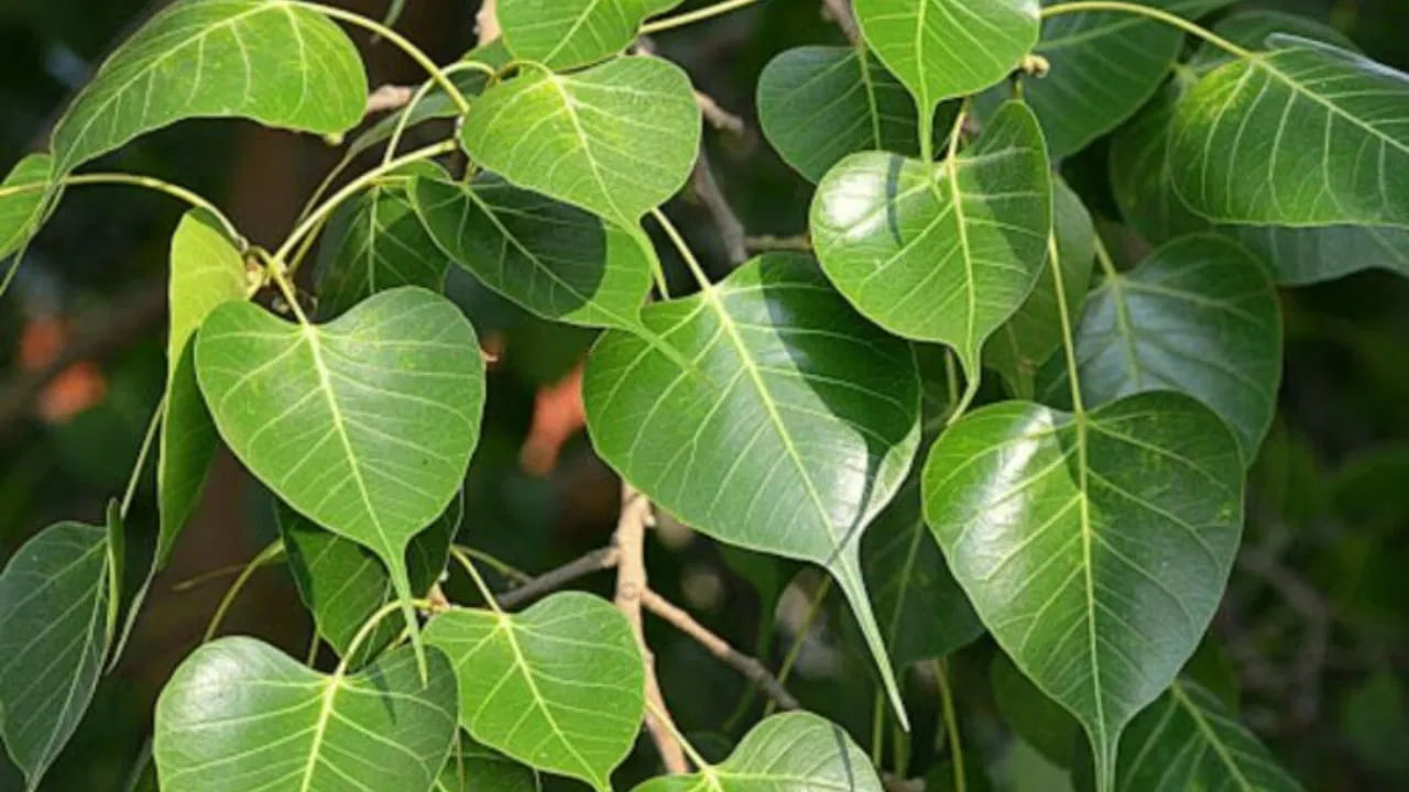 జ్యోతిష్య శాస్త్రం ప్రకారం పితృ పక్షంలో రావి చెట్టును పూజించడం వల్ల పితృ దోషం తొలగిపోయి పూర్వీకులు మోక్షం పొందుతారు. అలాగే పితృ పక్షంలో రావి చెట్టుకు నీరు అర్పించడం వల్ల ఇంట్లో ఆనందం , శ్రేయస్సు వస్తుంది. అన్ని రకాల అడ్డంకులు తొలగిపోతాయి.
