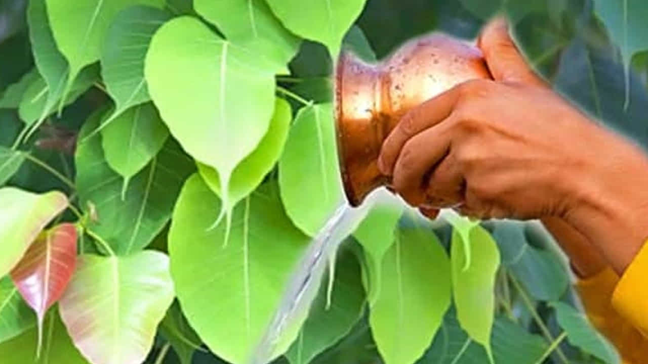 రావి చెట్టును పూజించడానికి మొదటి నియమం ఏమిటంటే సూర్యోదయానికి ముందు రావి చెట్టుకు నీరు సమర్పించింది.. పువ్వులతో పూజ చేయాలి. దీపం వెలిగించాలి. సాయంత్రం వేళల్లో అంటే సూర్యాస్తమయం తర్వాత ఆదివారాల్లో రావి చెట్టును ఈ పితృ పక్షంలో పూజించకూడదు.