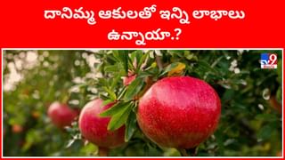 Papaya Seeds: బొప్పాయి పండు, ఆకు కాదు.. గింజలతోనూ గంపెడు లాభాలు.. తెలిస్తే ఒక్కటి కూడా వదిలిపెట్టరు..