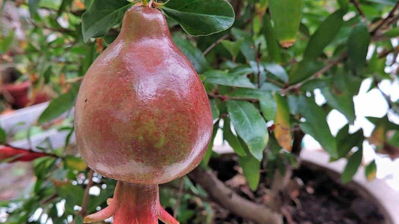 నిద్రలేమి సమస్య ఉన్నవారికి దివ్య ఔషధం దానిమ్మ ఆకుల. వీటితో చేసుకున్న పేస్ట్‎తో చేసిన కషాయం తాగితే సమస్య నుంచి ఉపశమనం లబిస్తుంది. దీని కోసం మూడు వంతుల నీటిలో దానిమ్మ ఆకుల పేస్ట్ కలిపి.. ఆ నీరు అర వంతు వచ్చే వరకూ మరిగించి తాగాలి. ఈ నీటిని  రోజూ రాత్రి నిద్ర పోయేముందు తాగితే హాయిగా నిద్రపోతారు.