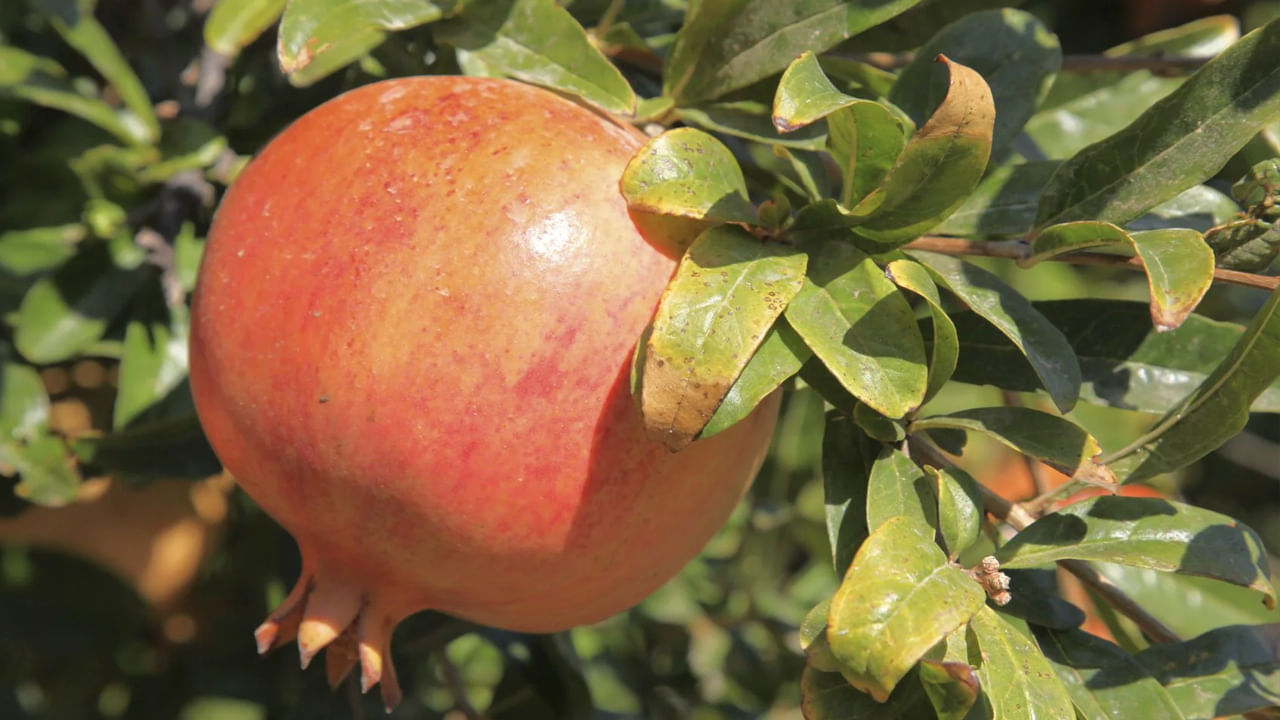 అలాఫి నోటి సంబంధిత వ్యాధుల నుంచి కూడా ఈ ఆకులు వాడటం వల్ల ఉపశమనం లభిస్తుంది. నోటి దుర్వాసన, చిగుళ్ల సమస్య, నోటిలో పుండ్లుకి దానిమ్మ ఆకుల రసం ఉపయోగకరంగా ఉంటుంది. ఈ ఆకుల ర‌సాన్ని నీటిలో క‌లిపి ఆ నీటితో పుక్కిలిస్తుండాలి.  దీంతో నోటి సమస్యలన్నీ పోతాయి.