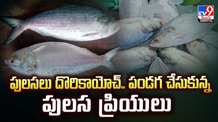 పులసలు దొరికాయోచ్.. పండగ చేసుకున్న పులస ప్రియులు పులసలు దొరికాయోచ్.. పండగ చేసుకున్న పులస ప్రియులు