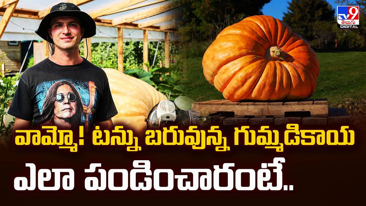 వామ్మో! టన్ను బరువున్న గుమ్మడికాయ ఎలా పండించారంటే