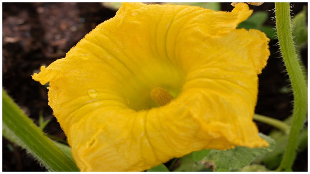 గుమ్మడి పువ్వులో విటమిన్లు ఎ, సి, కాల్షియం, ఇనుము పుష్కలంగా ఉన్నాయి. గుమ్మడికాయ పువ్వు శరీరానికి శక్తిని అందిస్తుంది. రోగనిరోధక శక్తిని పెంచుతుంది. దీన్ని క్రమం తప్పకుండా తీసుకోవడం వల్ల అలసట, బలహీనత నుండి ఉపశమనం లభిస్తుంది. గుమ్మడి పువ్వు విటమిన్ ఎ కి మంచి మూలం. దీని వినియోగం పిల్లలలో దృష్టిని మెరుగుపరుస్తుంది. కంటి చూపును బలపరుస్తుంది. దీన్ని క్రమం తప్పకుండా ఆహారంలో చేర్చుకోవడం వల్ల కంటి బలహీనత తగ్గుతుంది. 