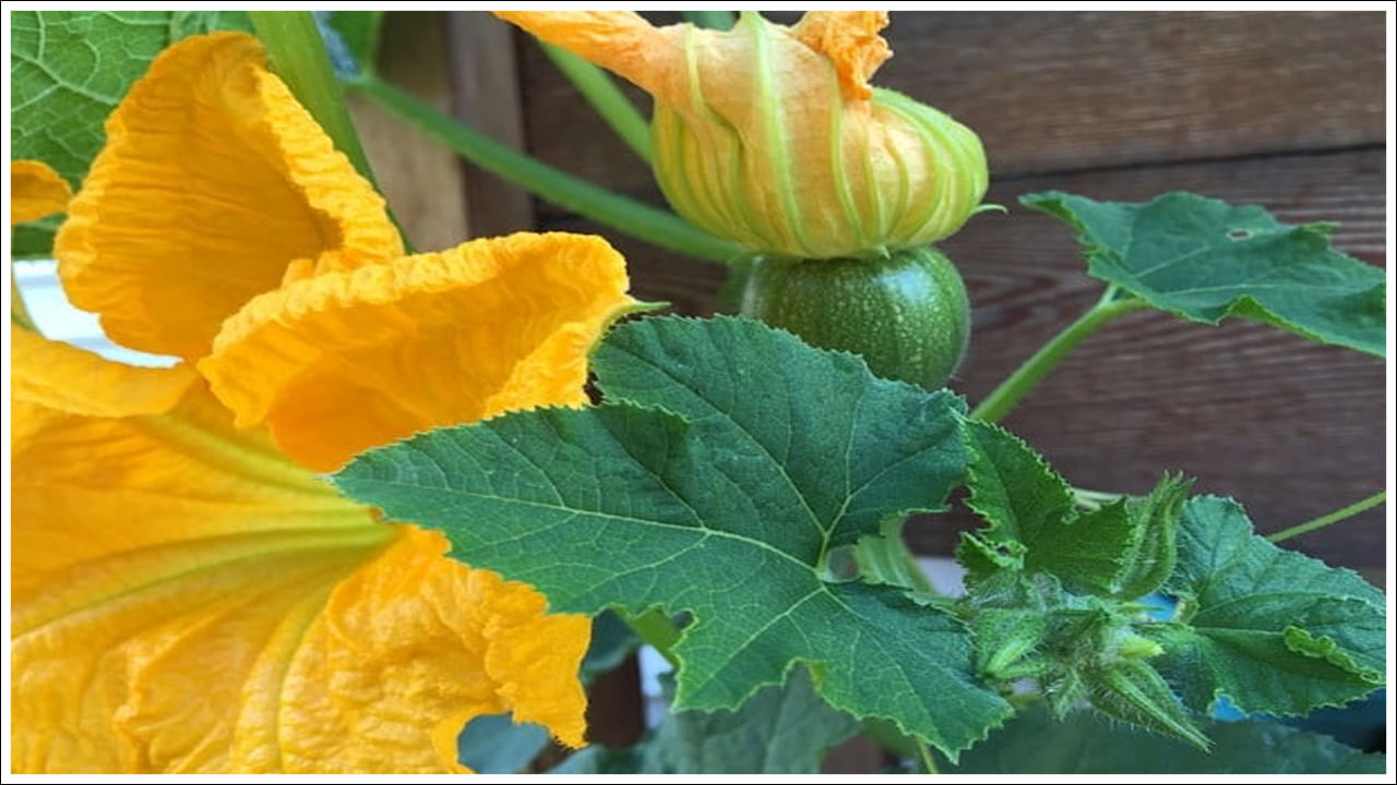 Pumpkin Flowers
