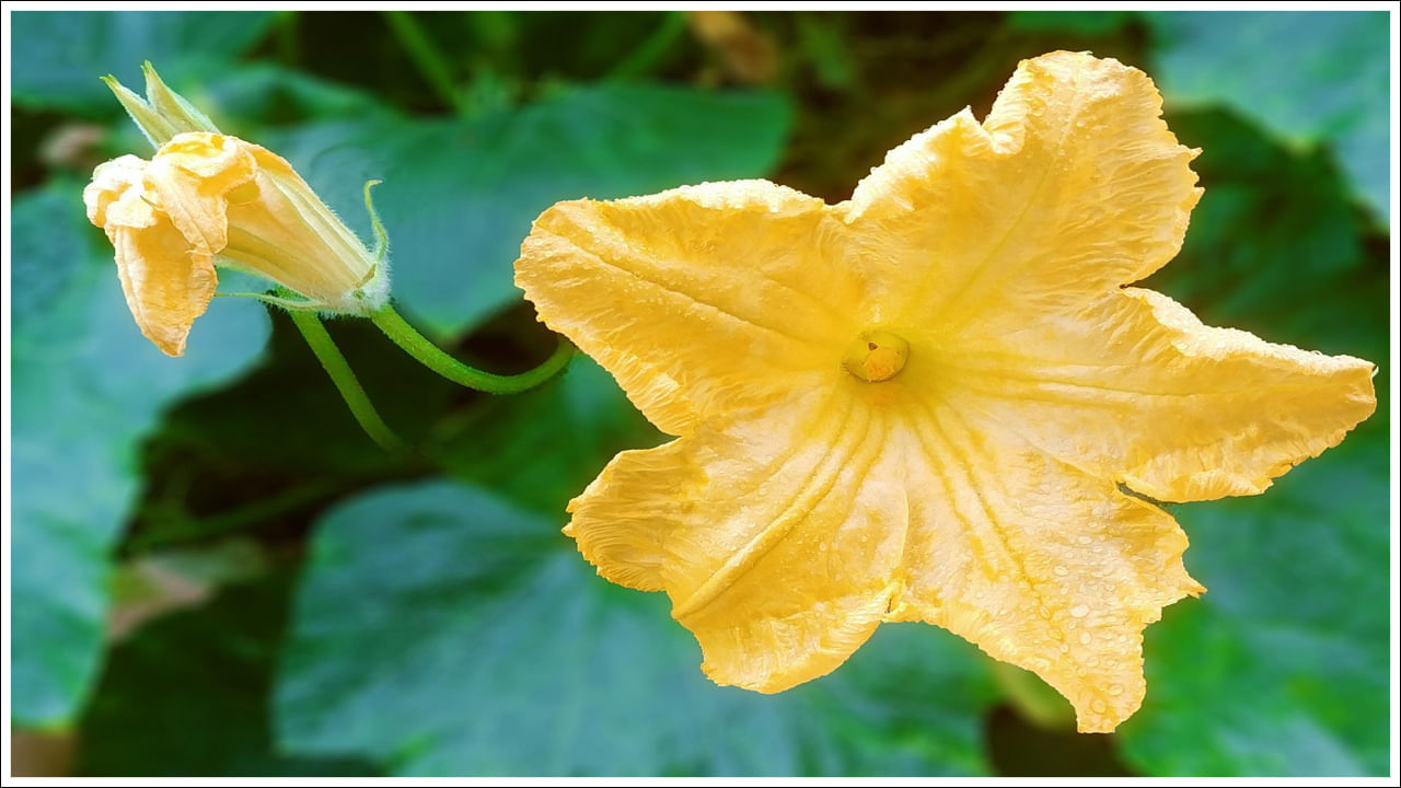 Pumpkin Flowers 4